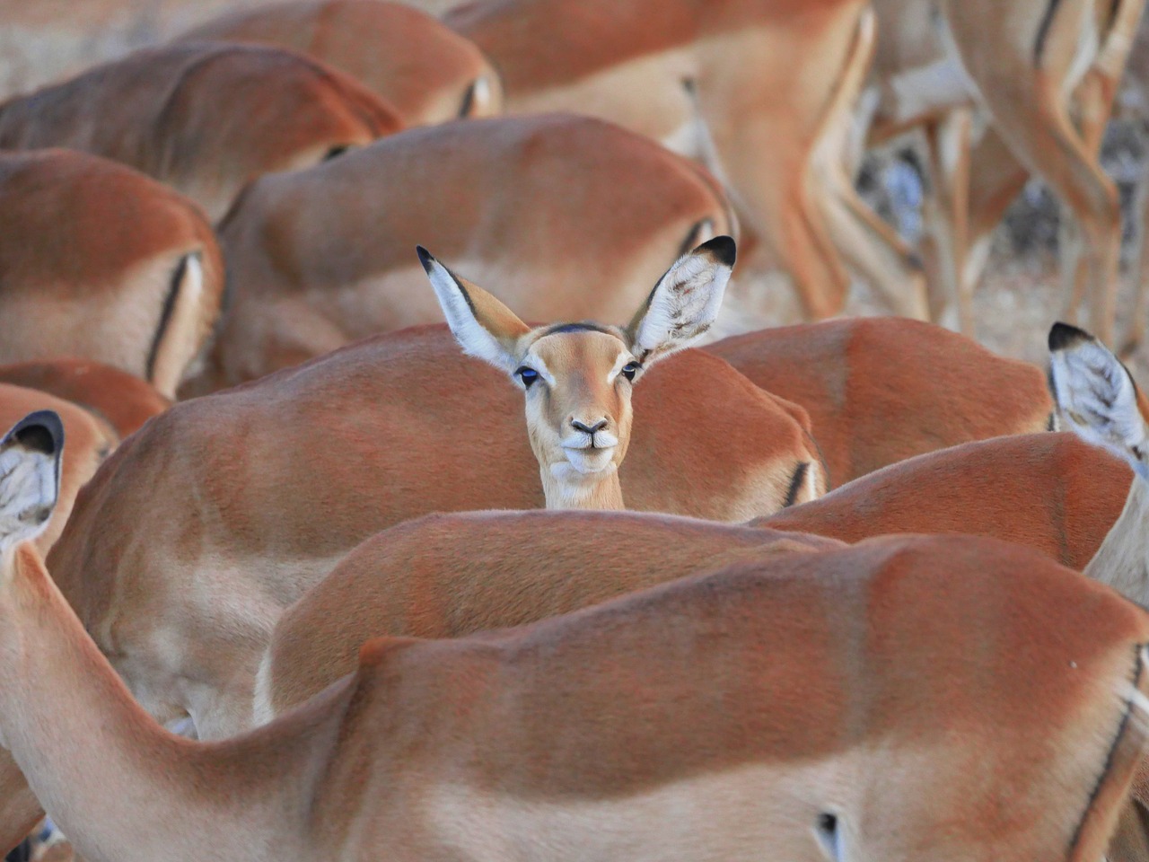 impala-2668617_1280