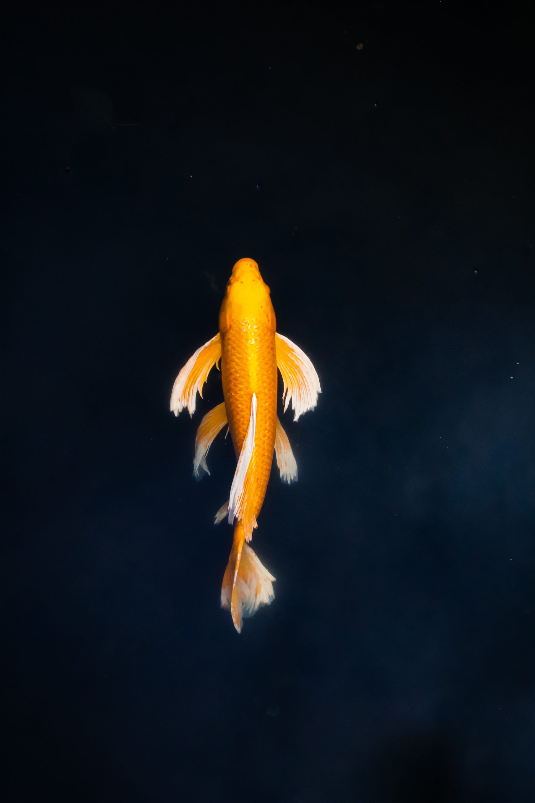 max-ducourneau-h_4fe8fmb1E-unsplash